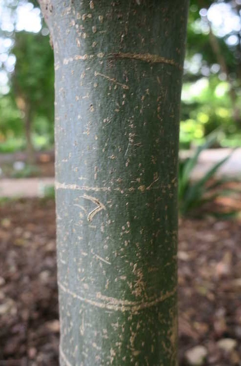 25g Hóng Lóng Evergreen Chinese Maple