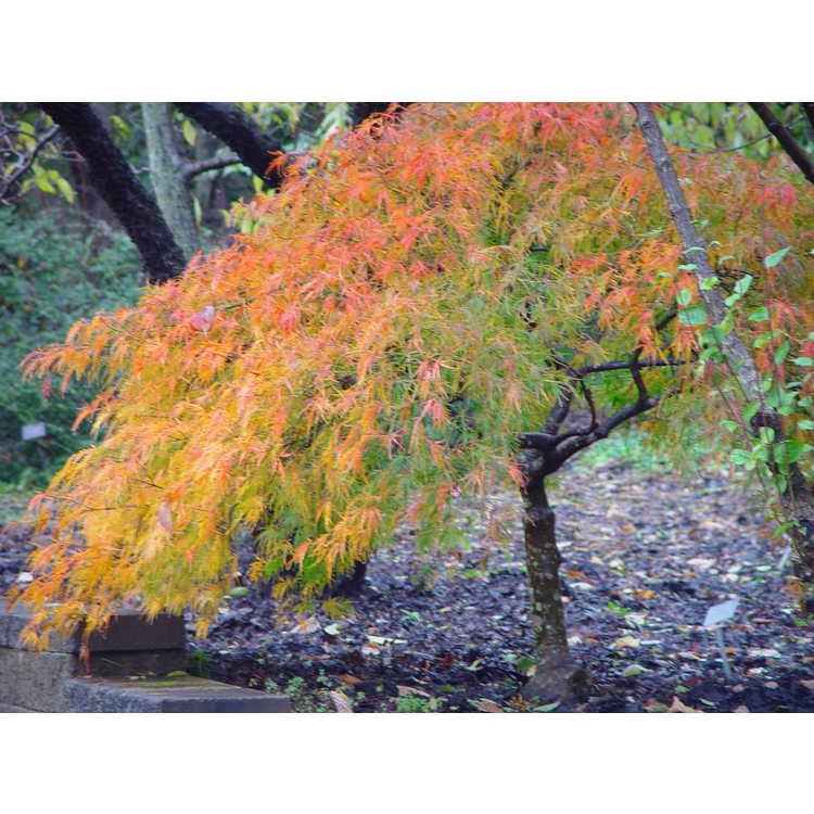 15g Viridis Cutleaf Japanese Maple