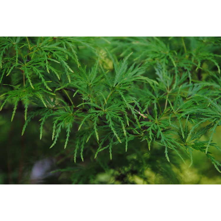 100g Seiryu Cutleaf Japanese Maple