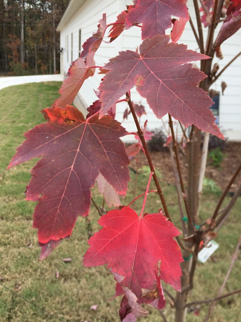 25g Brandywine Red Maple