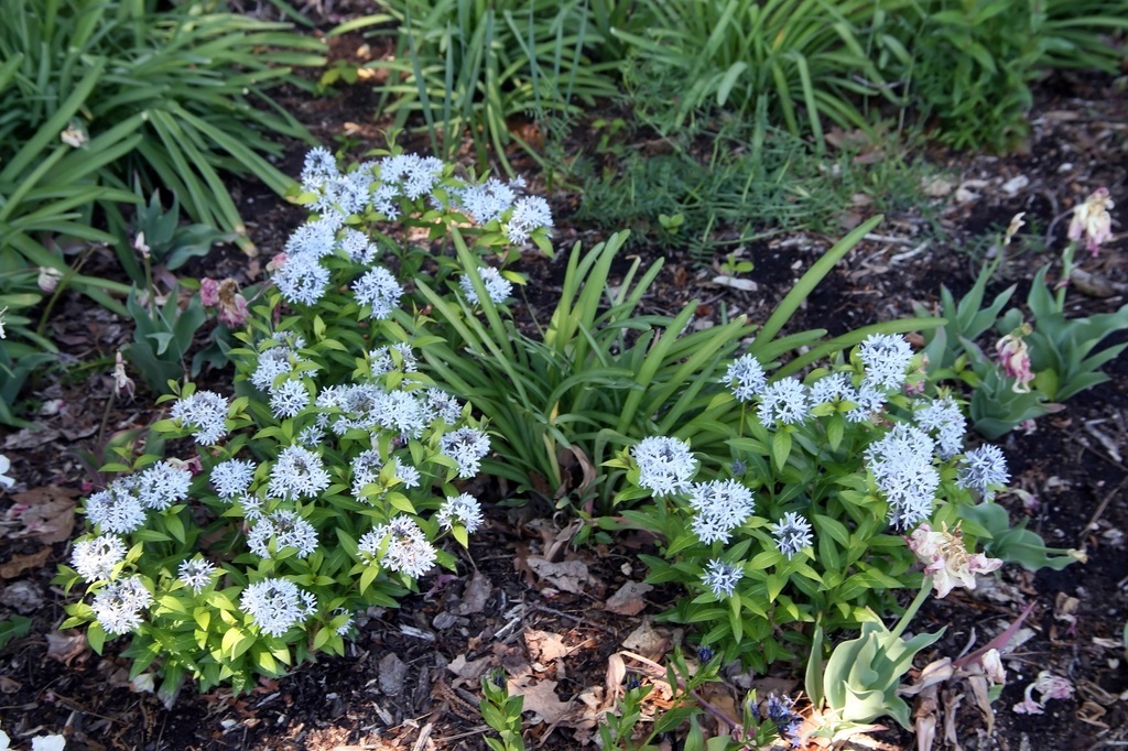 1g Blue Ice Amsonia