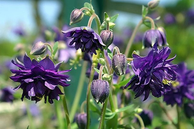 1g Columbine 'Blue Barlow'