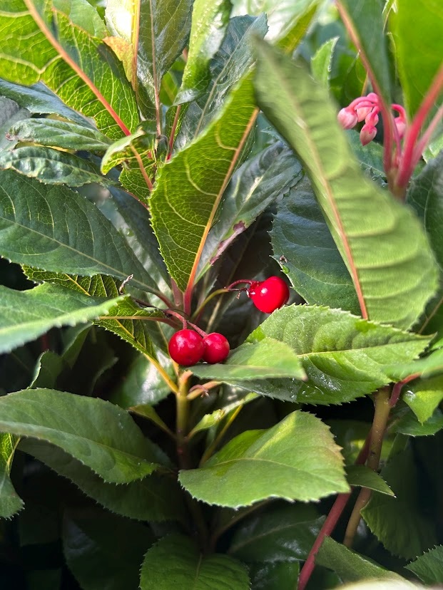 3g Japanese Ardisia