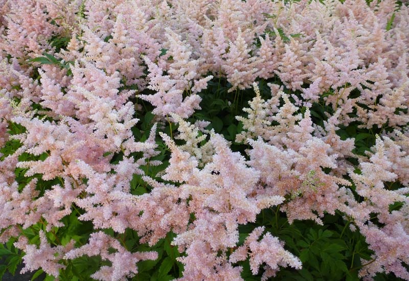 1g Europa Astilbe