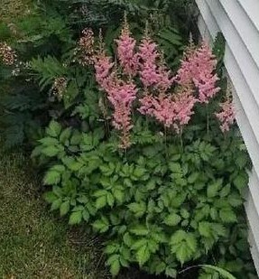 1g  Astilbe 'Visions In Pink'