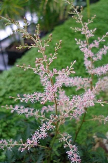 1g  Astilbe 'Sprite'