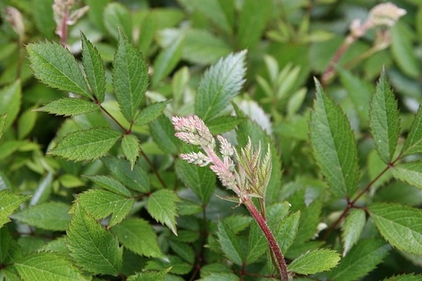 2g  Astilbe 'Fanal'