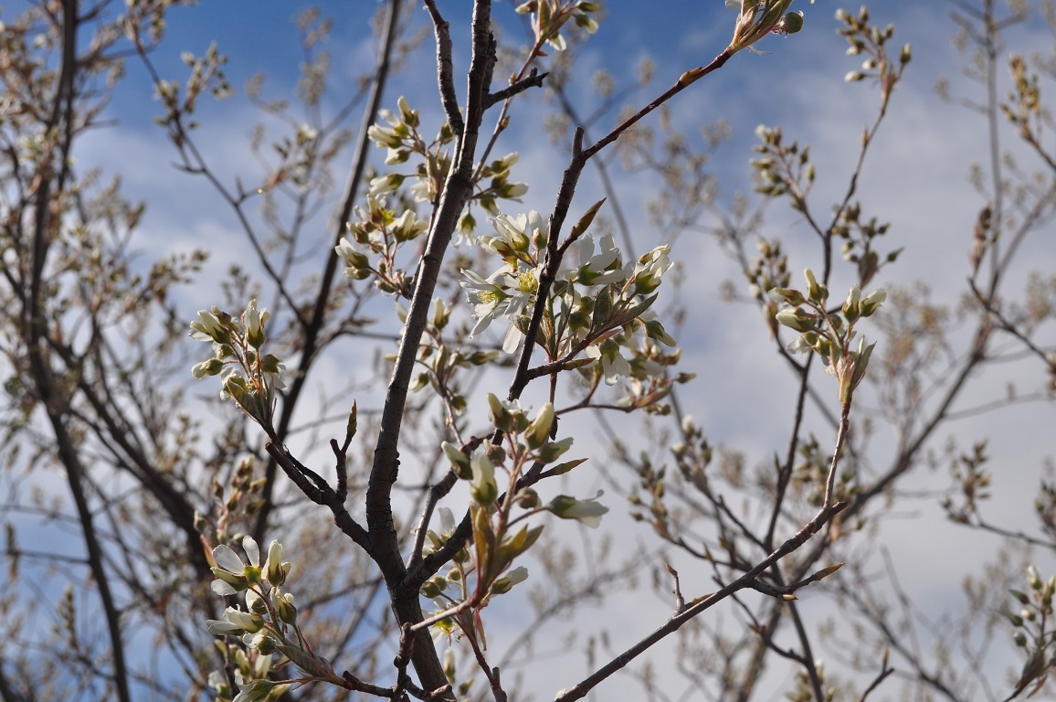 15g Autumn Brilliance Serviceberry