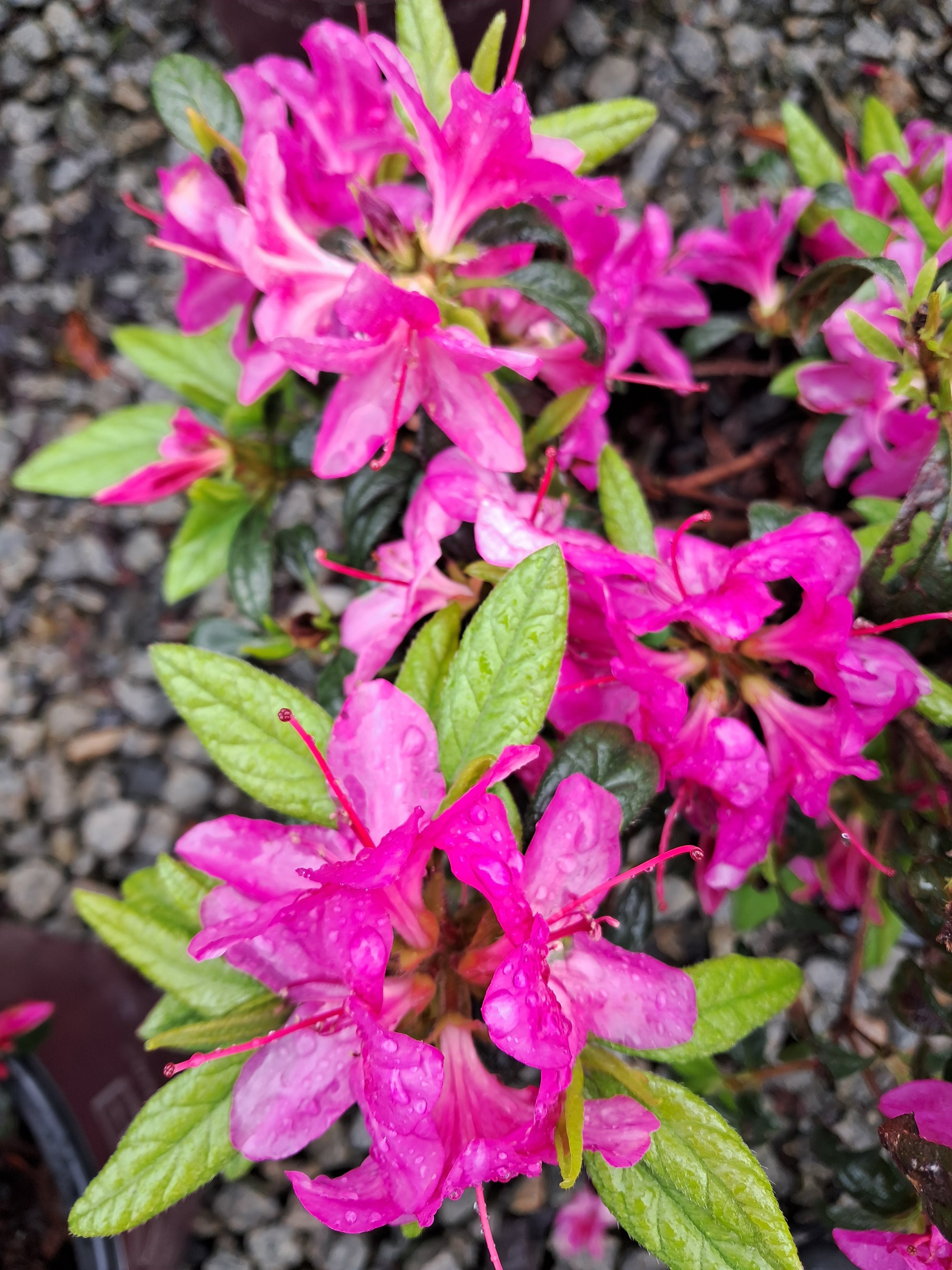 3g Encore Autumn Amethyst Azalea