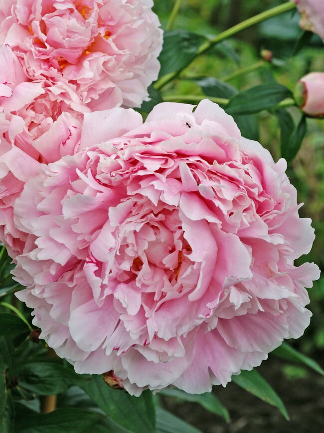 3g Sarah Bernhardt Peony