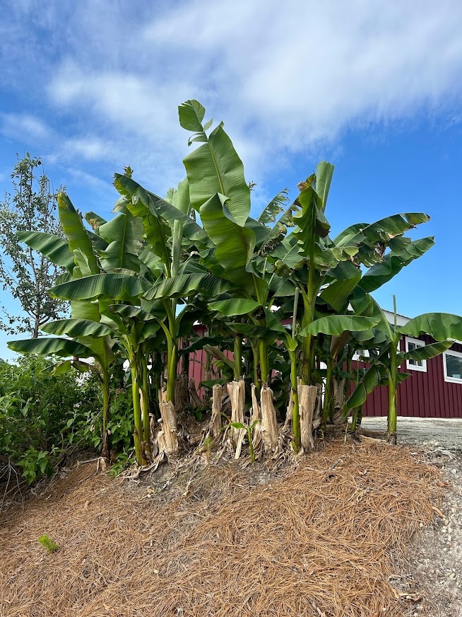 7g Hardy Green Leaf Banana