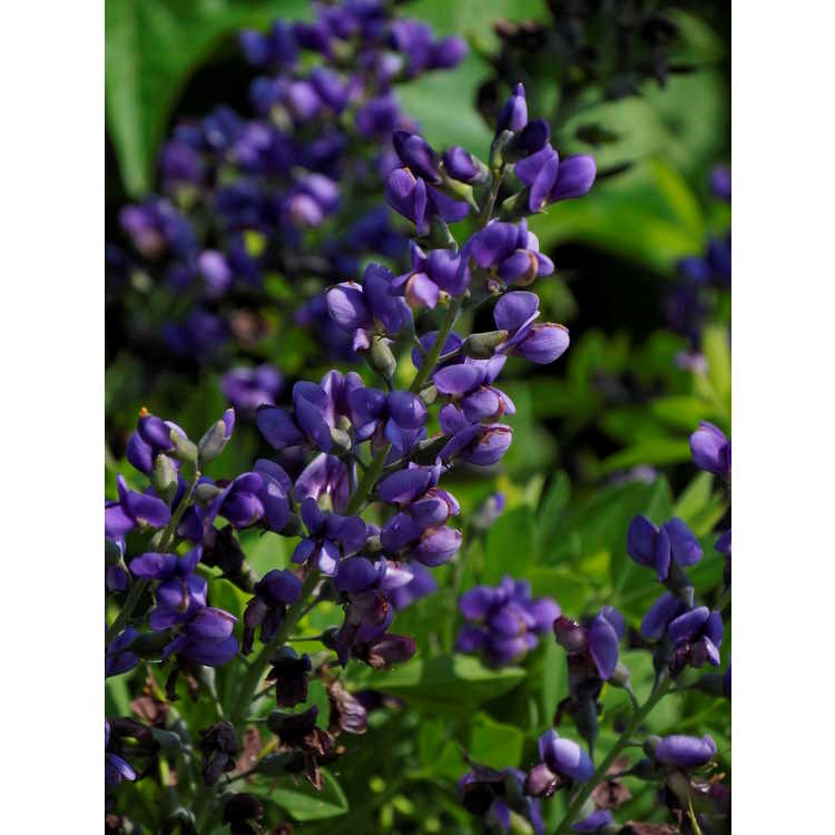 2g  Baptisia 'Blueberry Sundae'