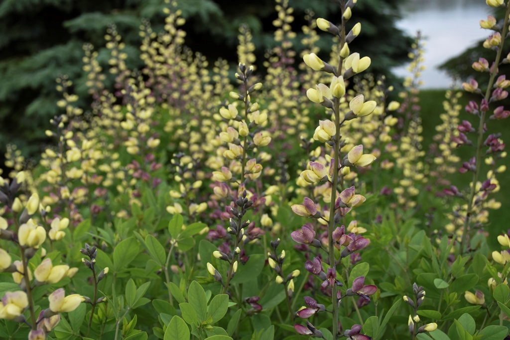 2g  Baptisia 'Pink Lemonade'