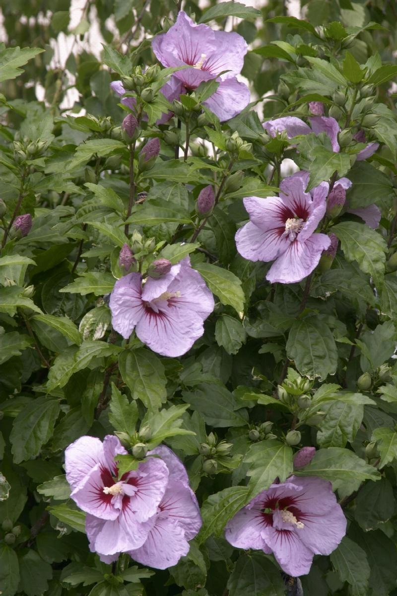 7g Blue Bird Rose of Sharon