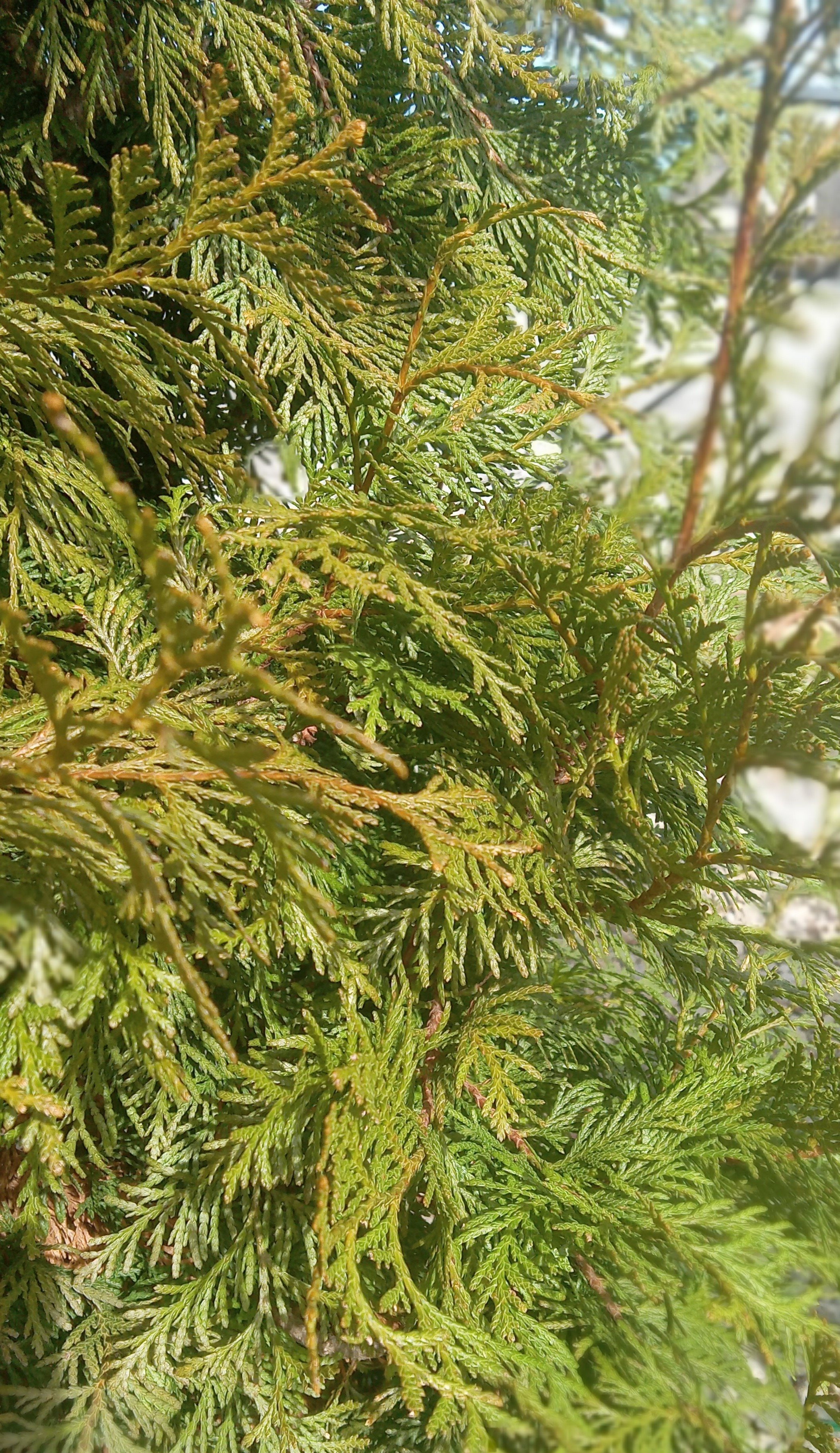 45g Bonafide™ Arborvitae - Propagation Prohibited