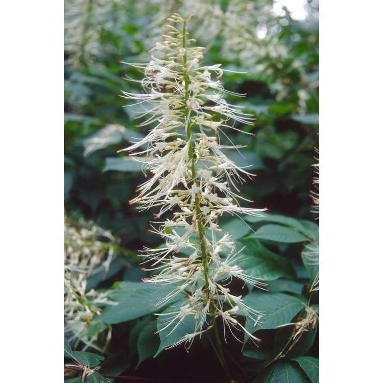 15g Bottlebrush Buckeye