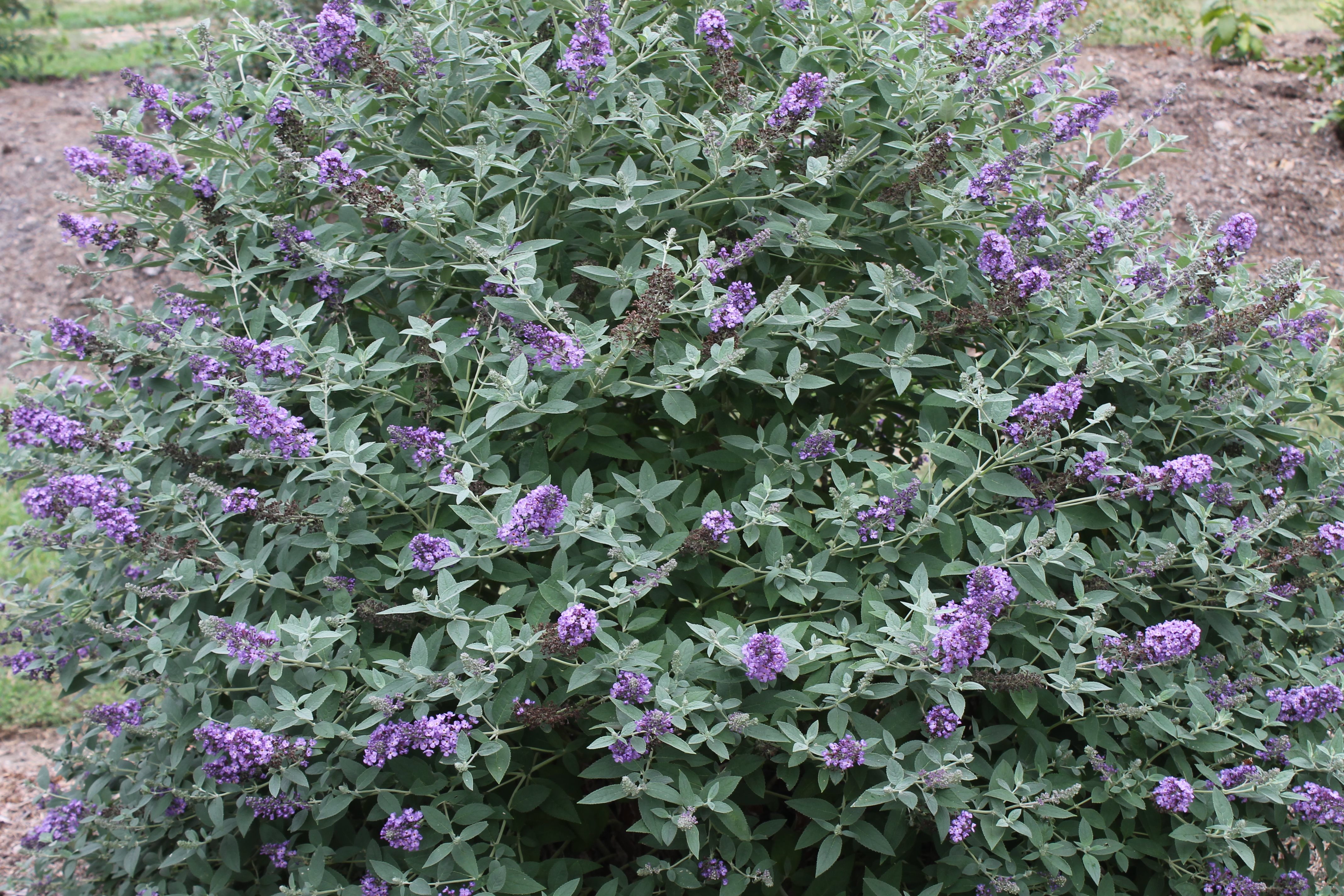 3g Flutterby Petite Blue Heaven Butterfly Bush