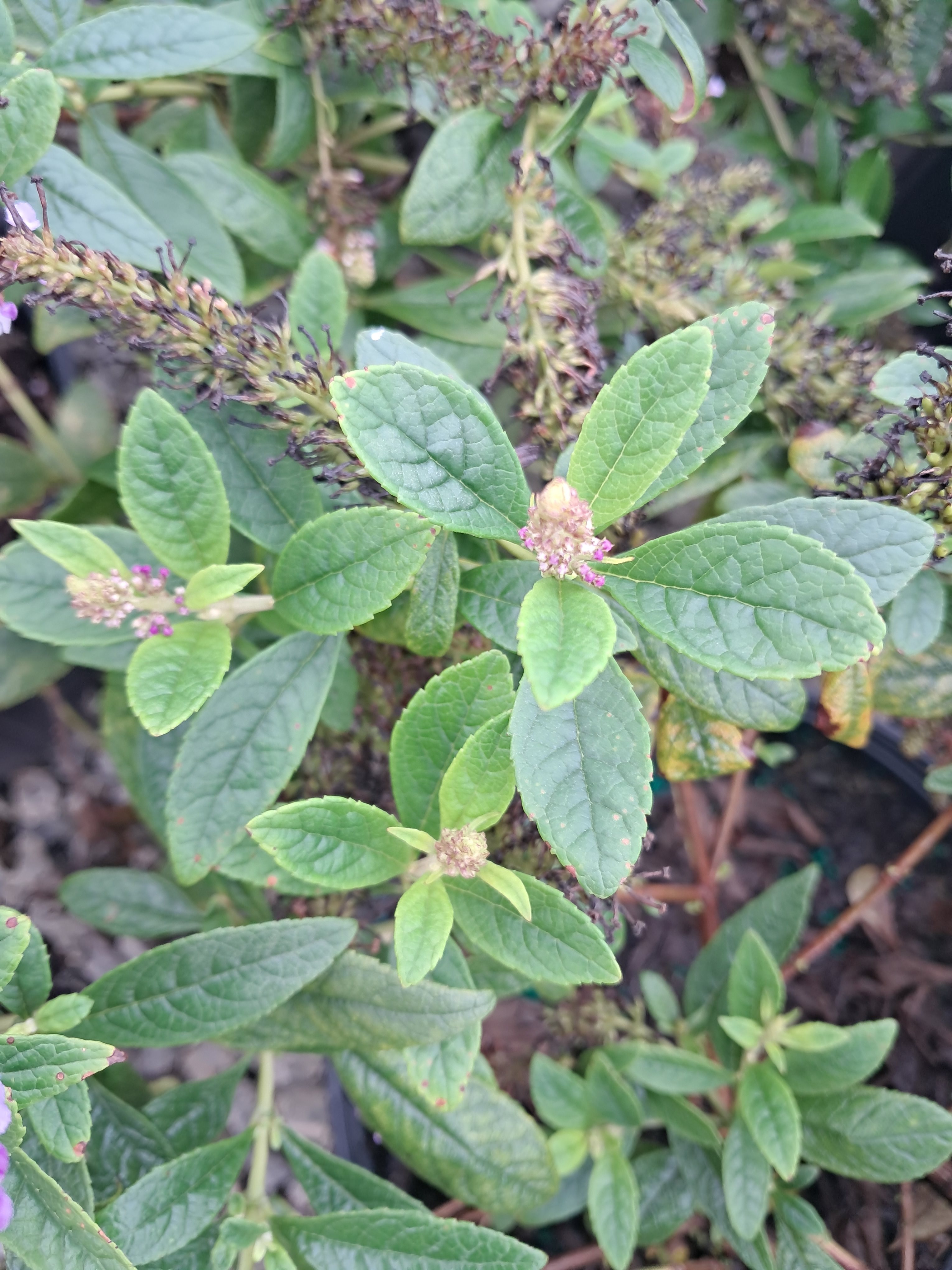 3g Dapper® Lavender Butterfly Bush
