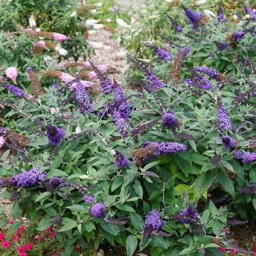 3g Pugster Blue® Butterfly Bush