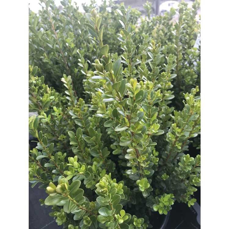 7g Baby Gem™ Littleleaf Boxwood