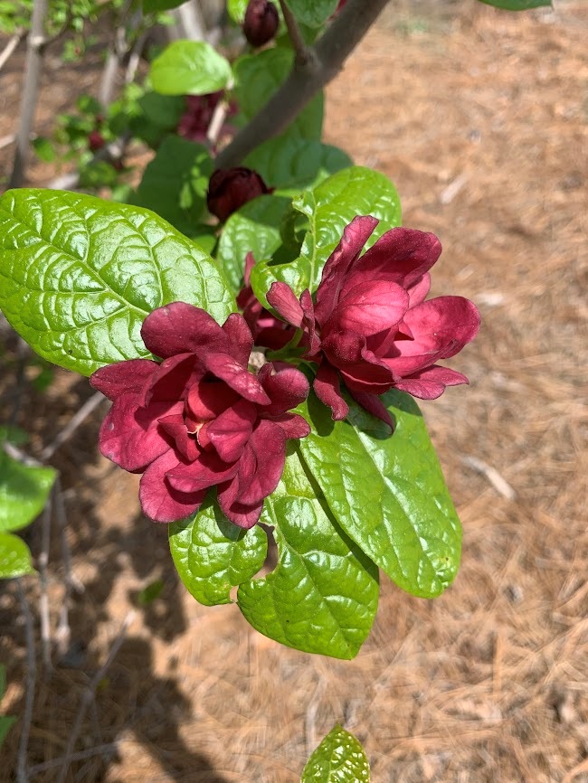 Burgundy Spice Sweetshrub