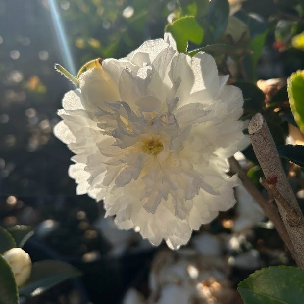 7g Mine No Yuki Fall Blooming Camellia