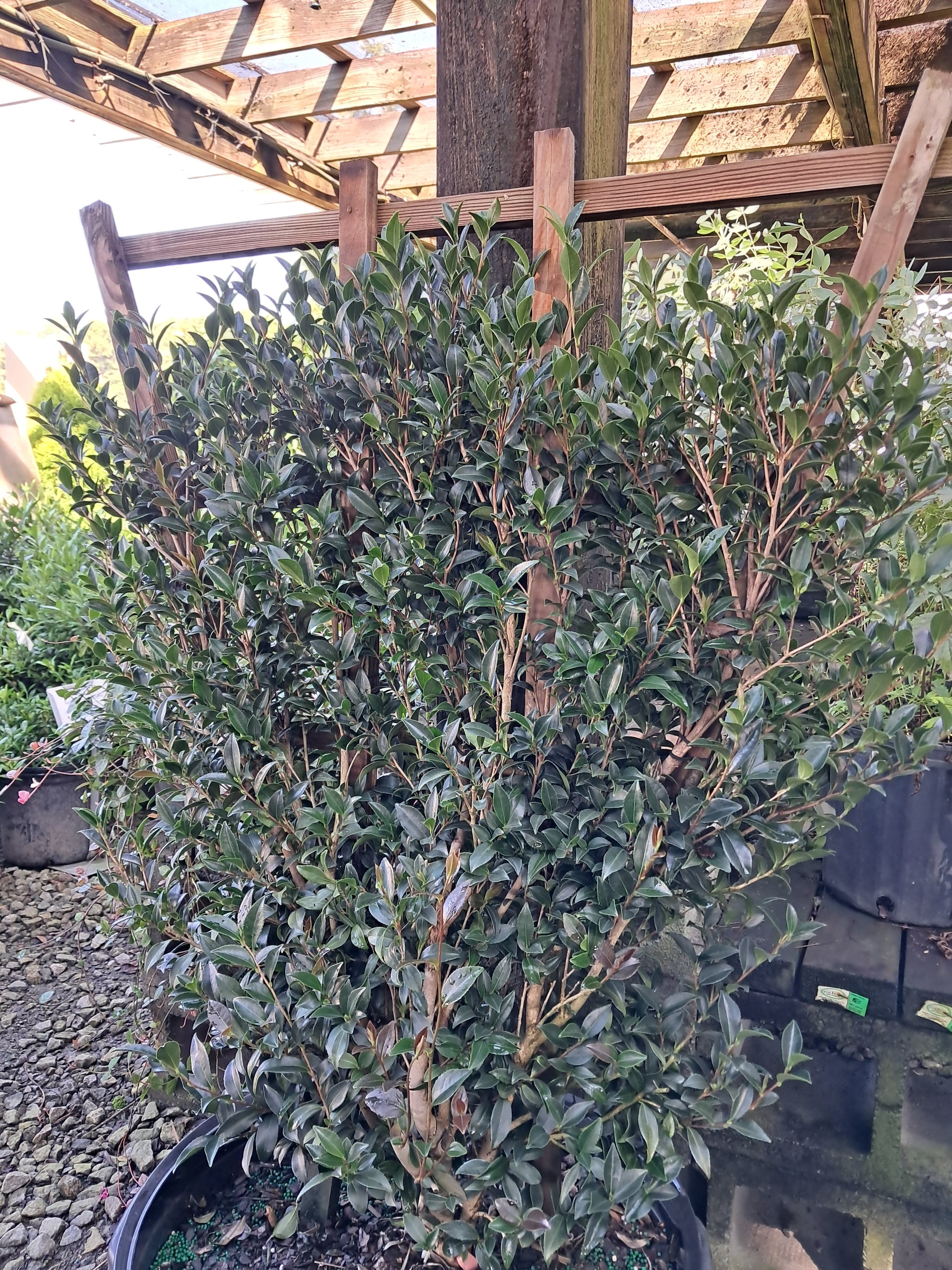 10g Slim N' Trim Fall Blooming Camellia - TRELLIS