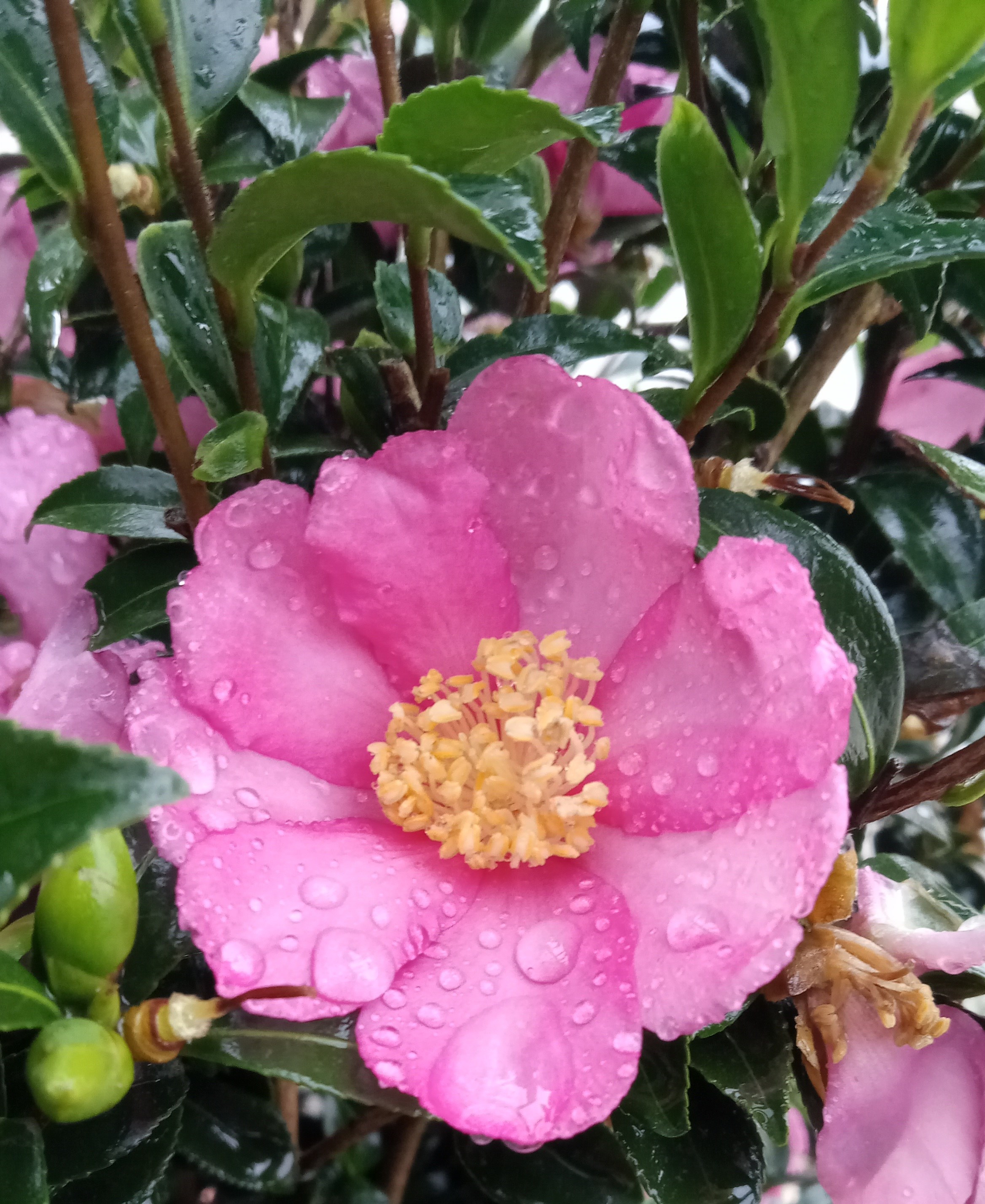 10g Slim N' Trim Fall Blooming Camellia