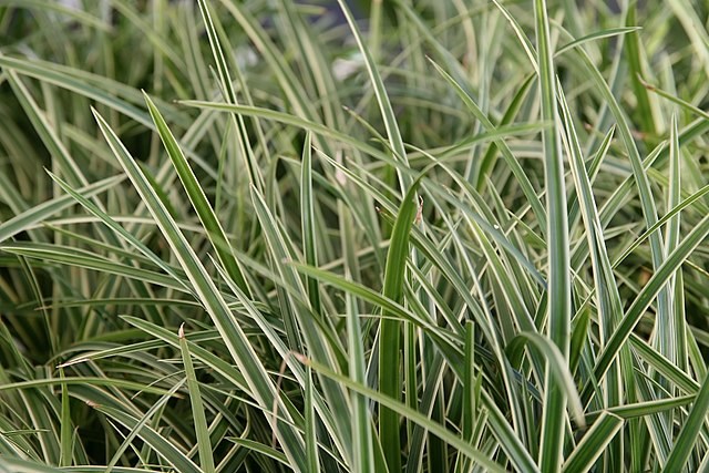 1g Carex 'Ice Dance'