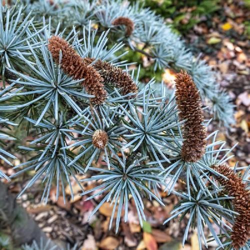 15g Weeping Blue Atlas Cedar