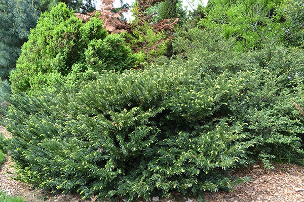 7g Japanese Plum Yew