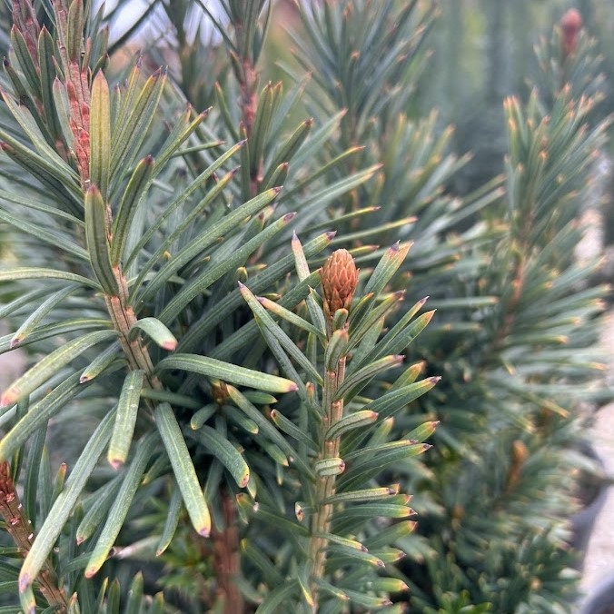 7g Upright Japanese Plum Yew