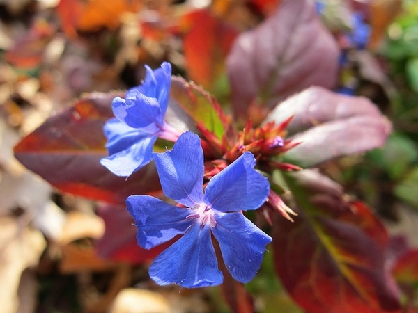 1g Plumbago
