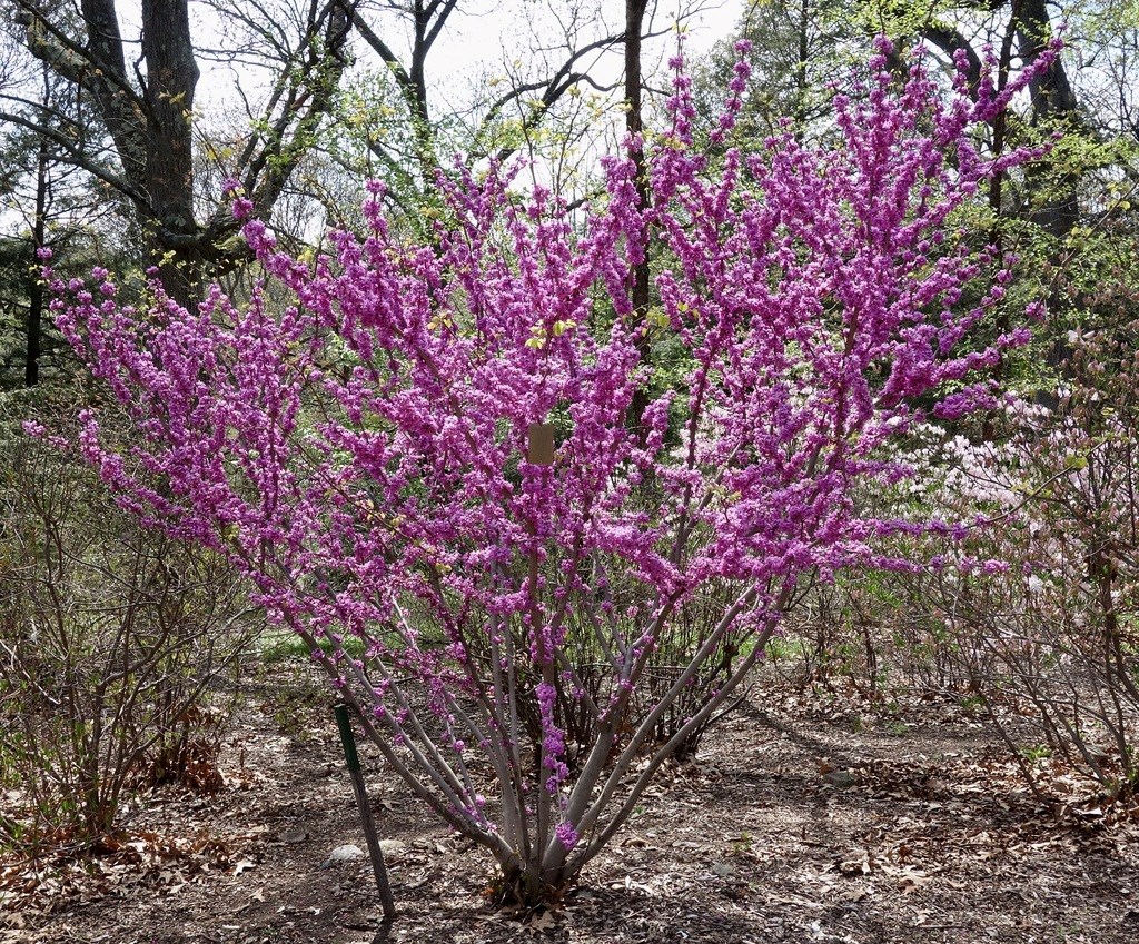 15g Celestial plum Chinese redbud