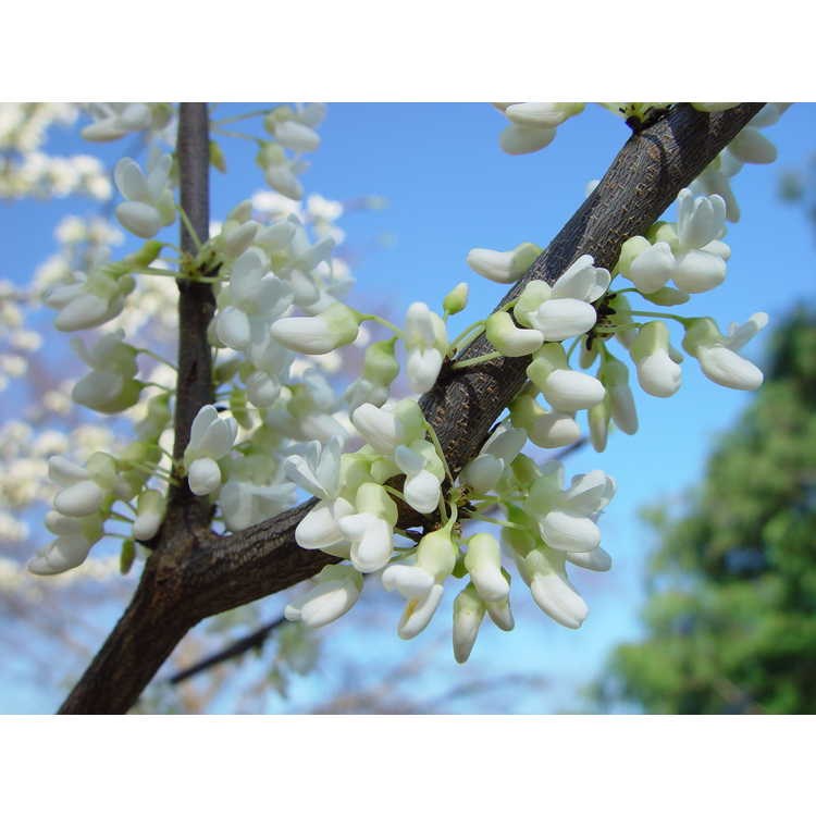 15g White Eastern Redbud