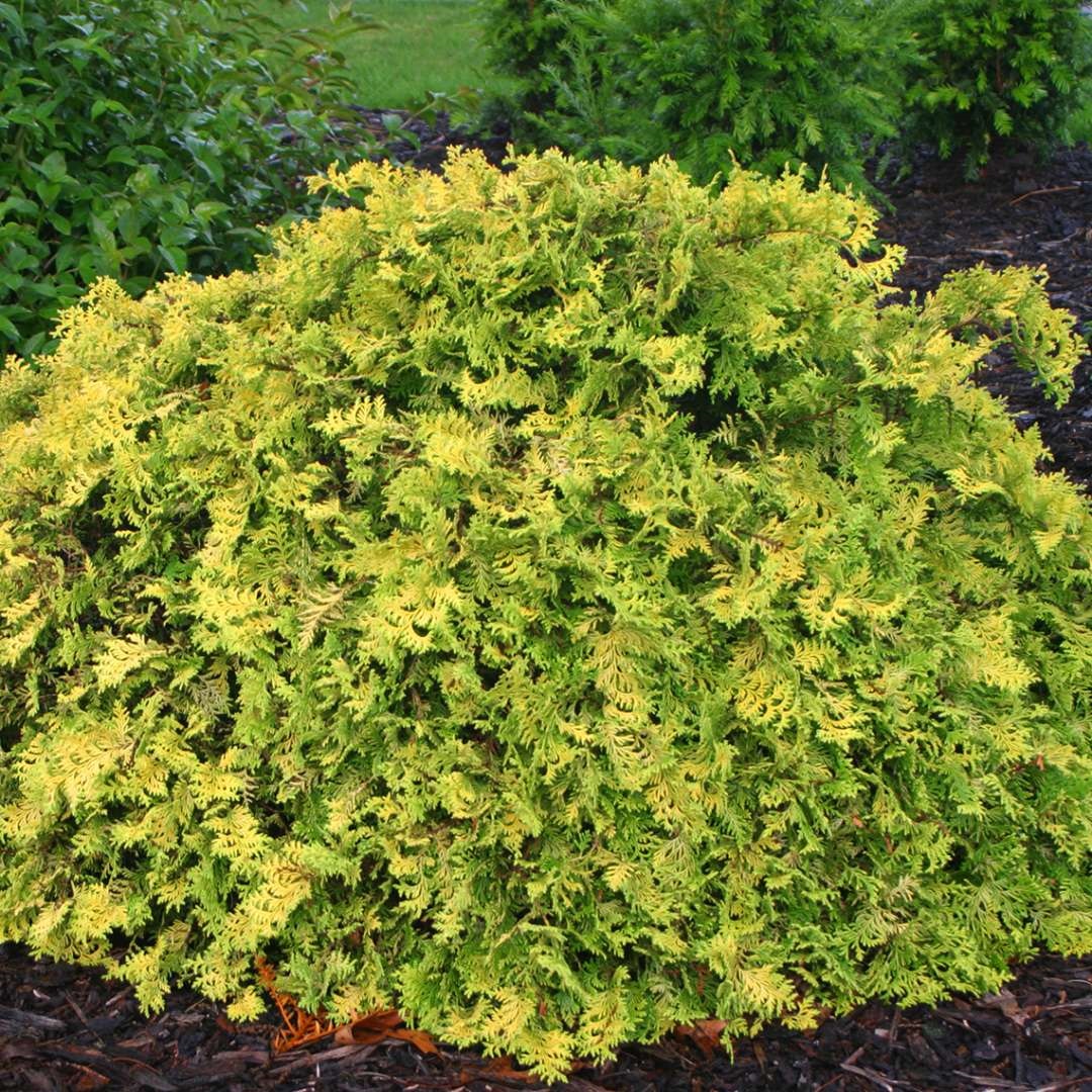 3g Vintage Gold Threadleaf  Falsecypress