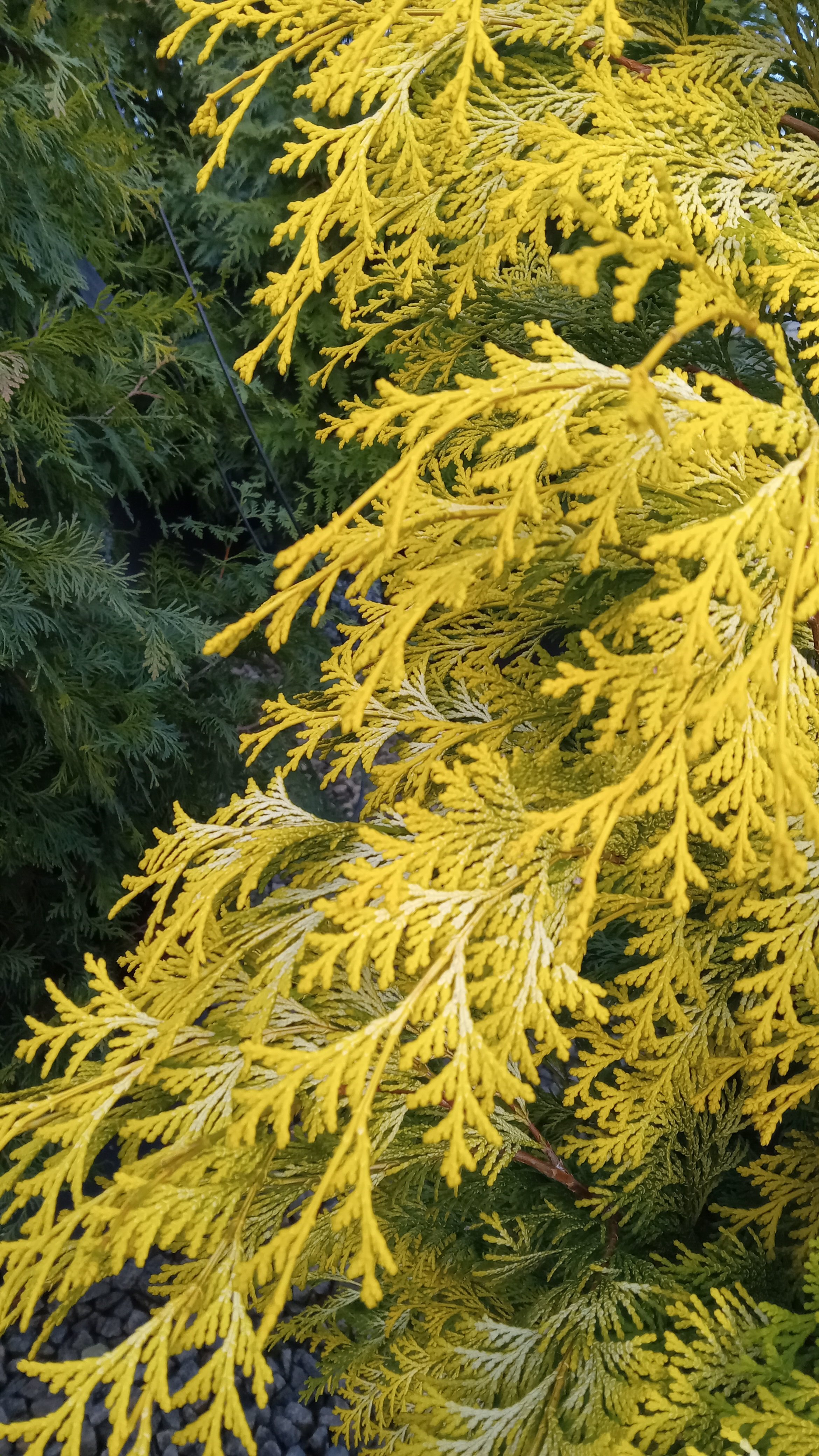 7g Crippsii Hinoki Falsecypress