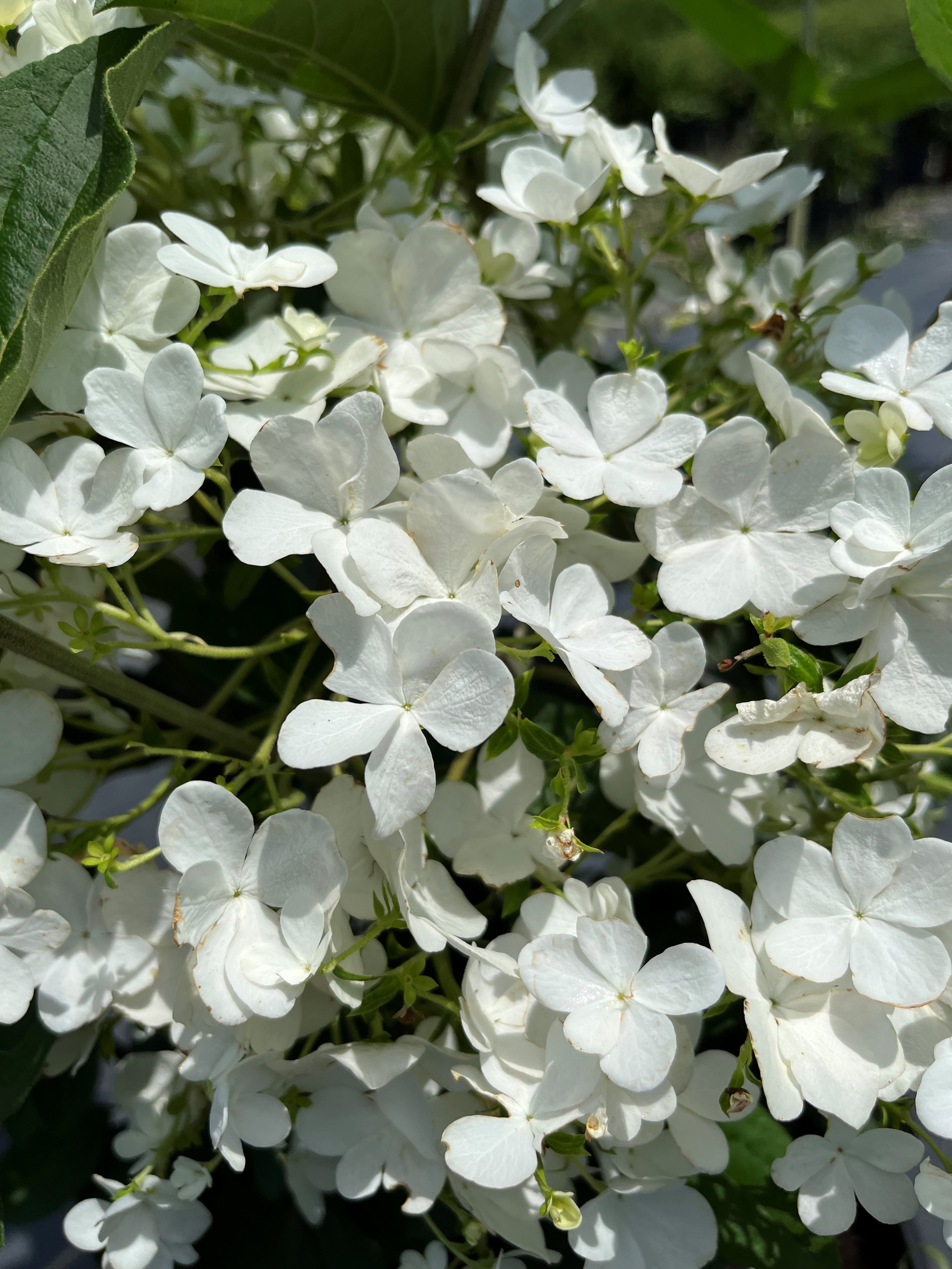 7g Chinese Snowball Viburnum