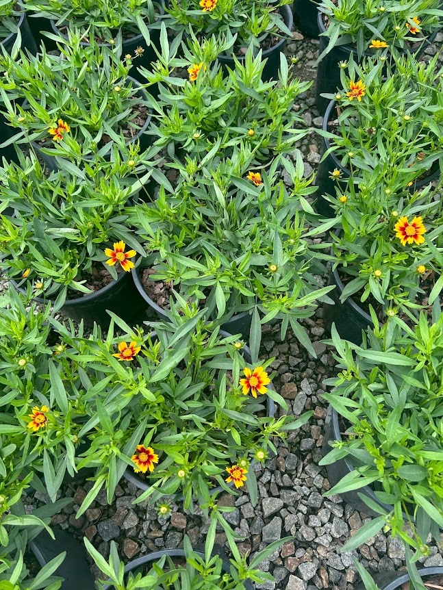 2g Daybreak Coreopsis