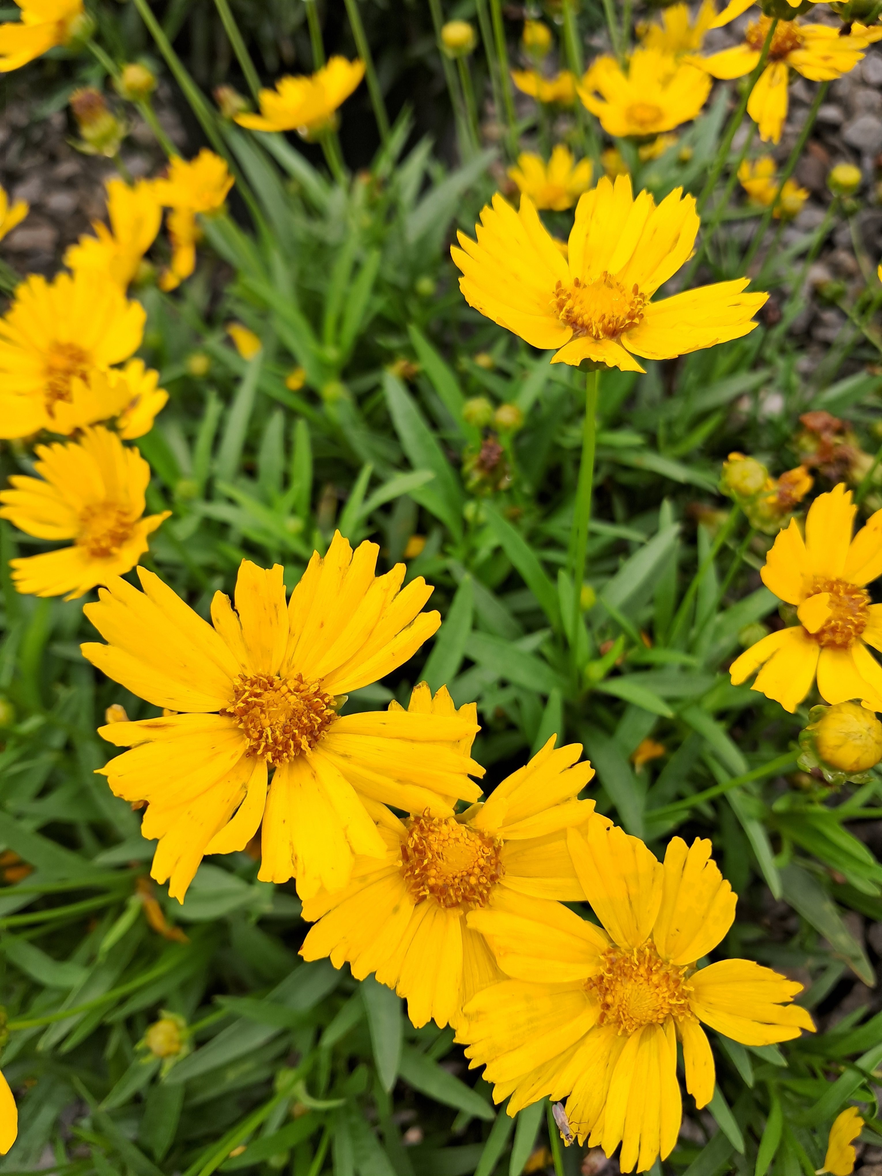 2g Uptick™ Gold Coreopsis