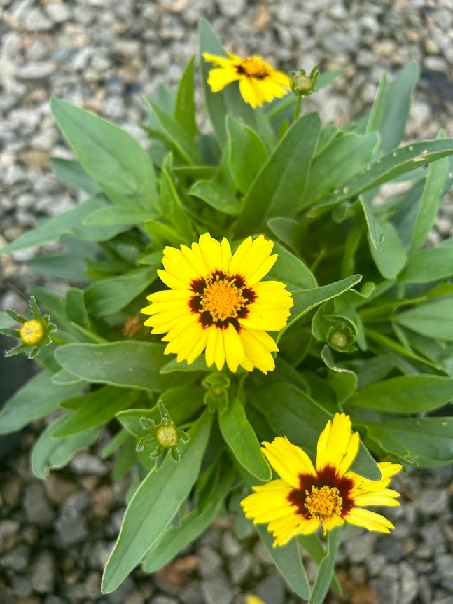 2g Uptick™ Yellow and Red Coreopsis