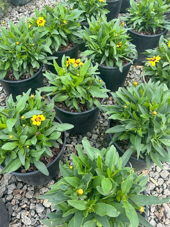 2g Uptick™ Yellow and Red Coreopsis
