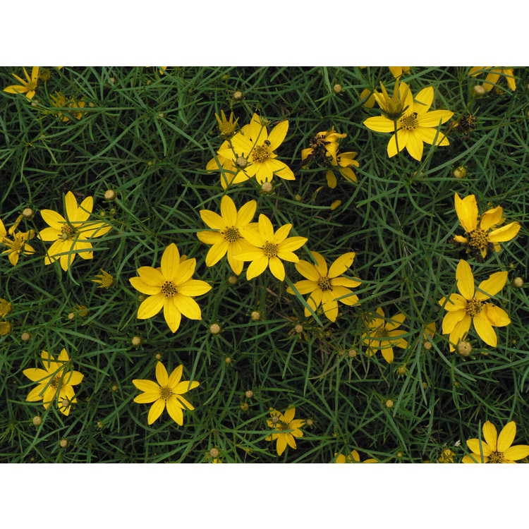 2g 'Zagreb' Coreopsis PP 27138