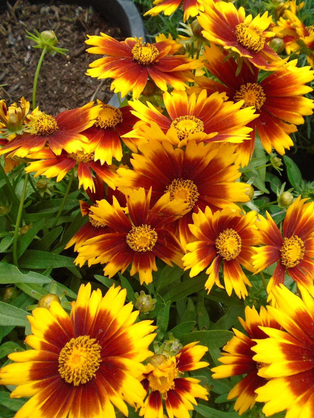 1g L'il Bang™ 'Daybreak' Coreopsis PP 27138