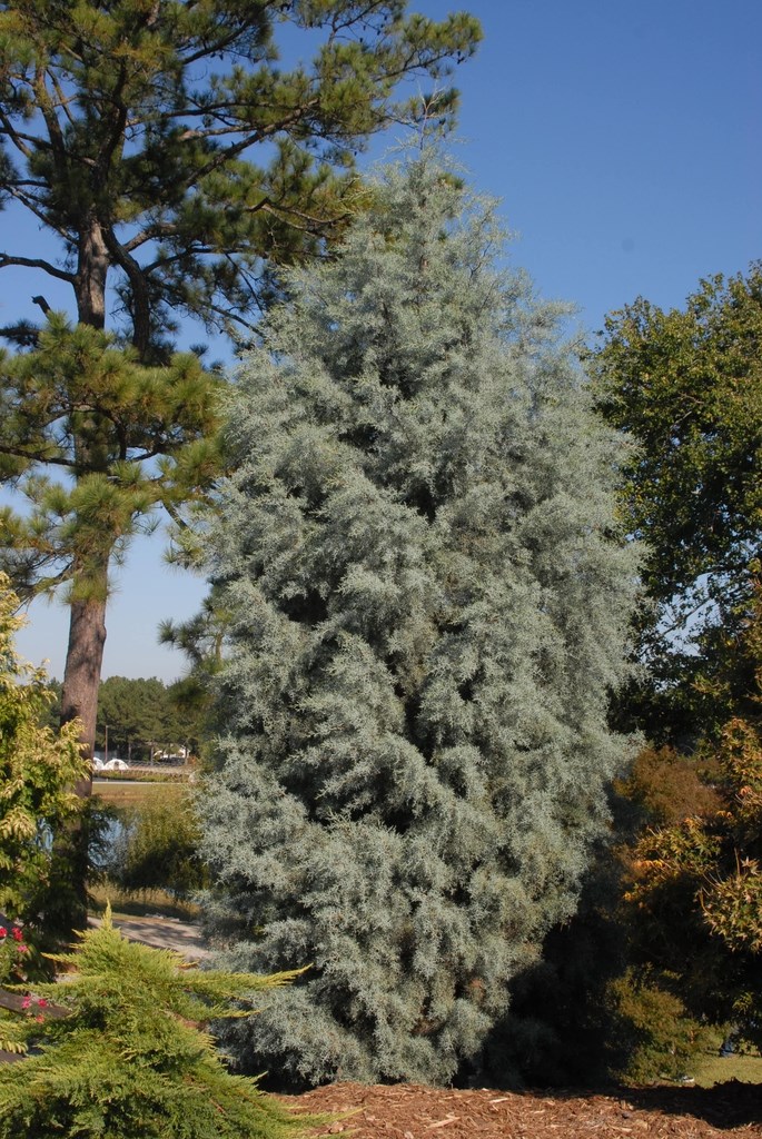 15g Blue Ice Cypress