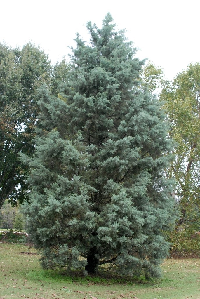 15g Carolina Sapphire Cypress