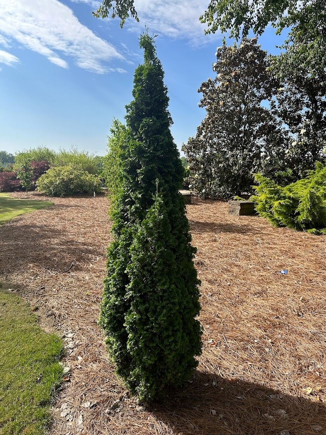 15g Degroot's Spire Eastern Arborvitae