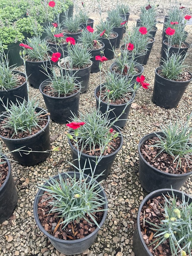 1g American Pie® Cherry Pie Dianthus