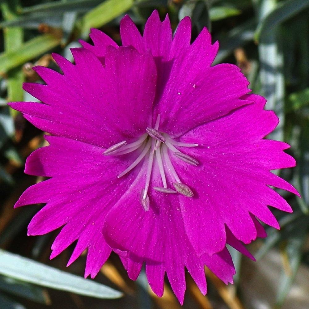 1g Firewitch Dianthus (Cheddar Pink)