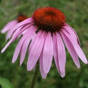 1g Magnus Coneflower